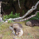 Slumbering sea lion pups.